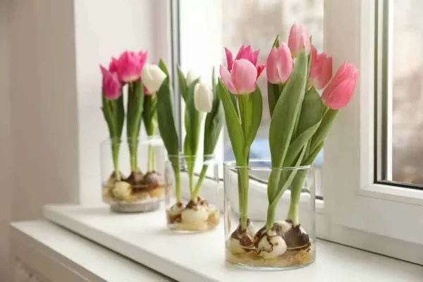 Bringing Spring Indoors: The Art of Caring for Cut Tulips in a Vase how to take care of tulips in a vase