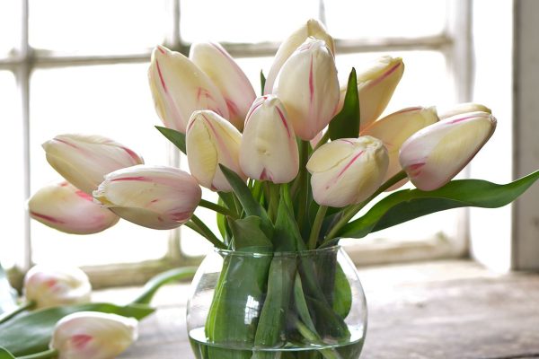 how to care for tulips in a vase