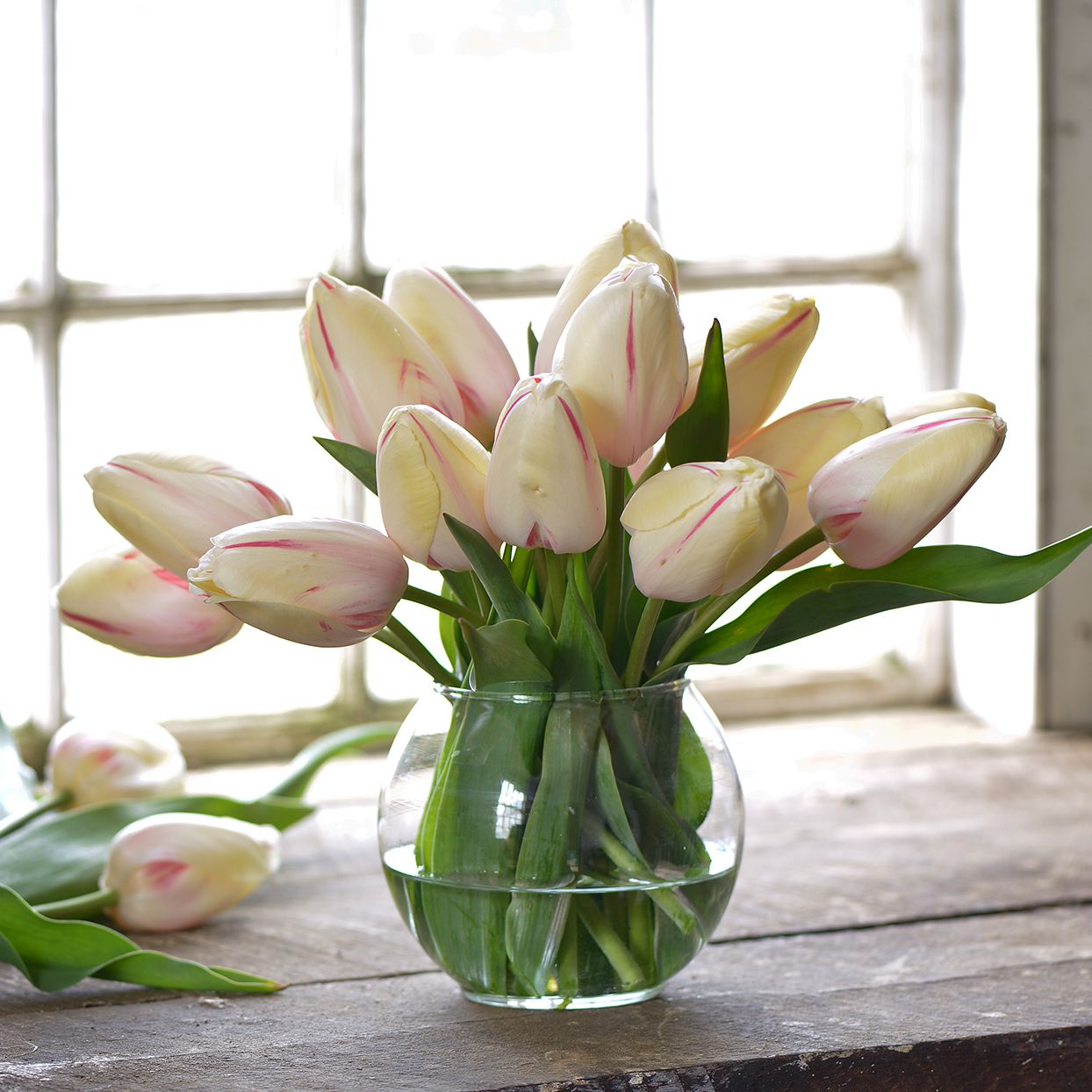how to care for tulips in a vase