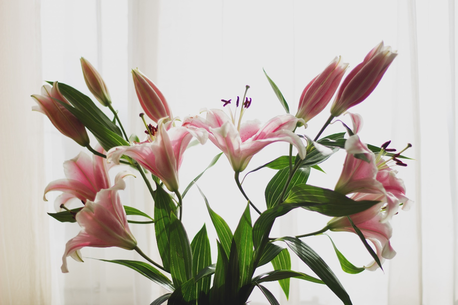 how to care for lilies in a vase