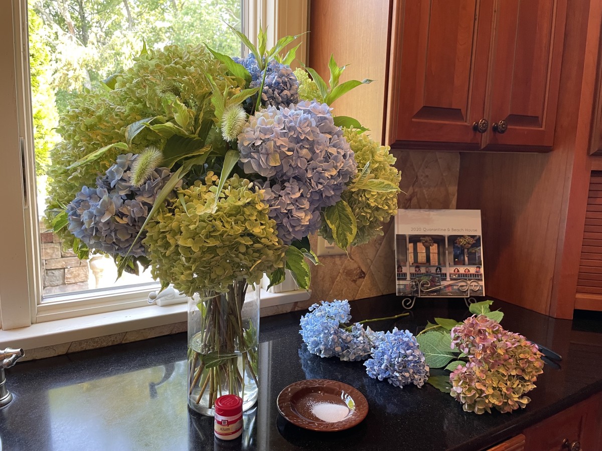 cutting hydrangeas for vase