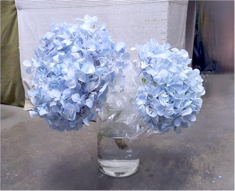 how to cut hydrangeas for vase
