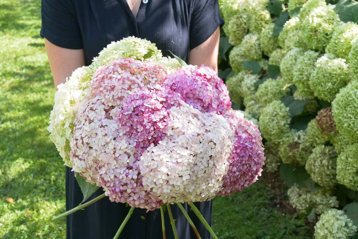 cutting hydrangeas for vase