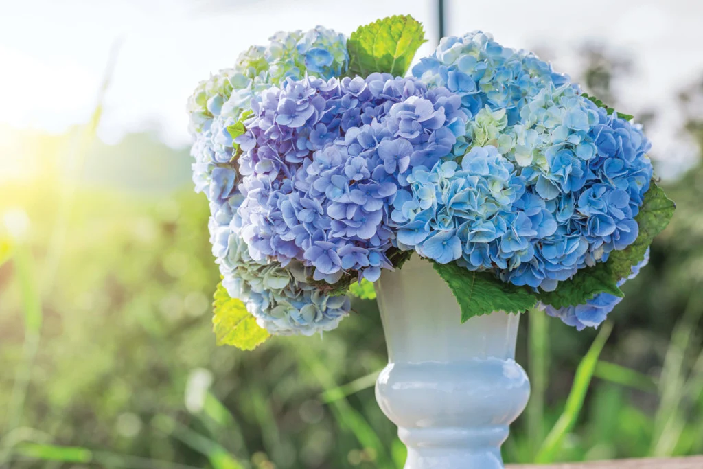cutting hydrangeas for vase